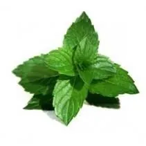 [4427] ePuff Concentrate - Mint Strong 10 ml.