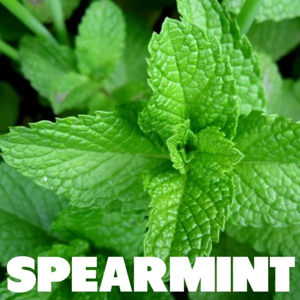 [4524] ePuff Shortfill - Spearmint 30/ 10 ml